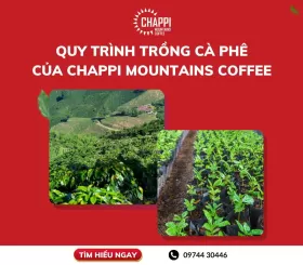 Quy trình trồng cà phê của Chappi Mountains Coffee